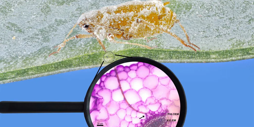 Aphid with stylet in plant leaf tissue