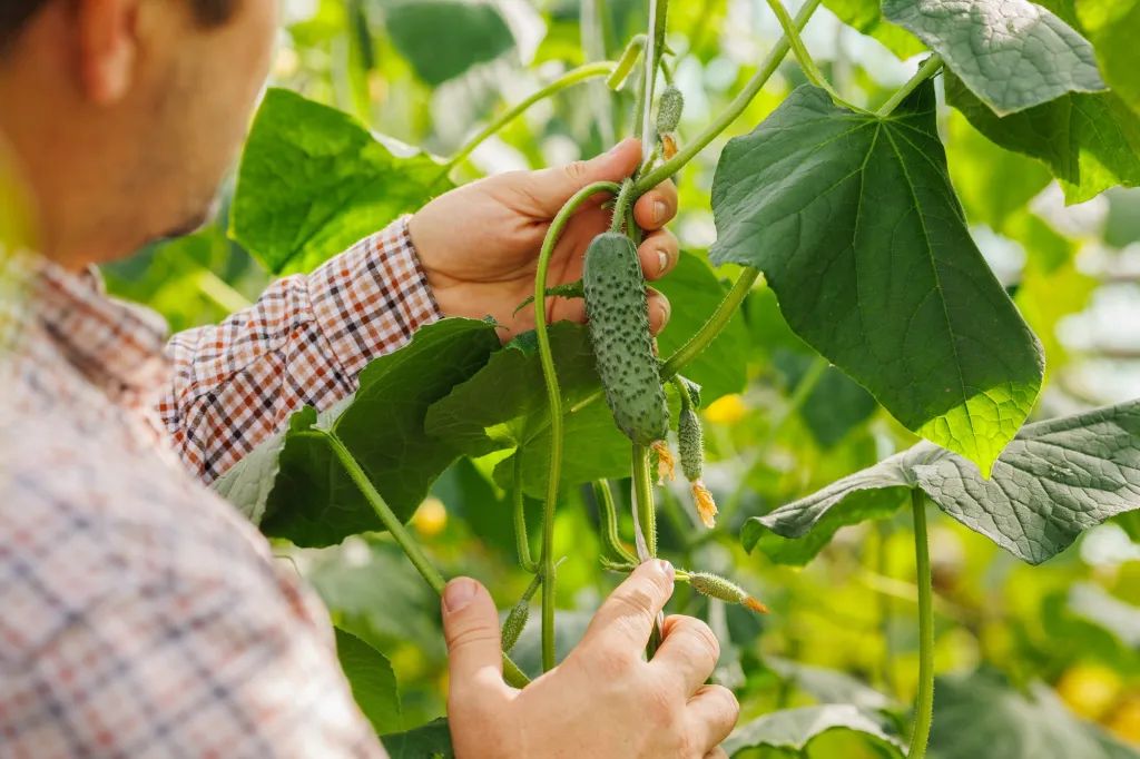 fresh cucumber