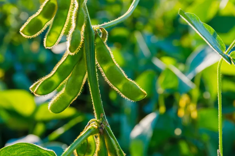 soybean pods
