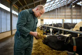 Boer voert een koe uit de hand