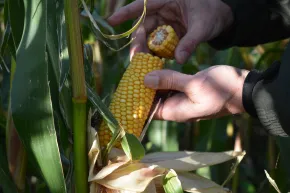 Boer laat de binnenkant van een geknakte maiskolf zien