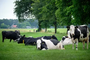 Koeien in een weiland