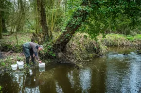 Uitzetten larven van de beeksteenvlieg en bruintiphaft in Brabantse beken