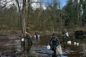 Om dieren te verkrijgen voor de herintroductie in Brabant zijn er nimfen (larven) van de beeksteenvlieg en bruintiphaft verzameld in beken op de Veluwe.