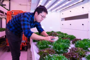Colleague is planting lettuce in Vertical farm