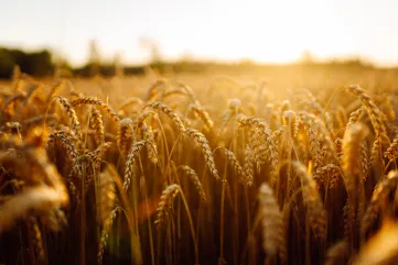 CGN: 40 jaar voor voedselzekerheid, en voor behoud van biodiversiteit en ons bio-cultureel erfgoed
