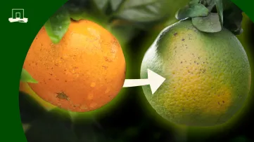 Hoelang drinken we nog sinaasappelsap?