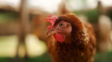Headervideo WUR Vogelgriep