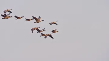 Mood video vogelgriep in koeien