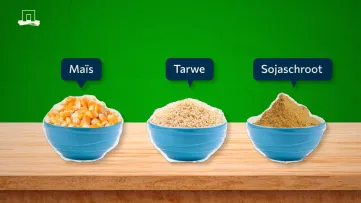 KOL diervoeder - Van voer tot klimaat: de impact van wat kippen eten