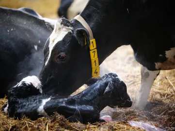 Newborn calf