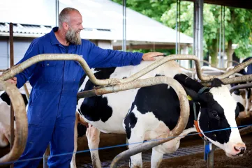 Boer aait een koe in een koeienstal