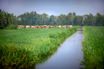 Weiland met koeien waar een sloot doorheen loopt