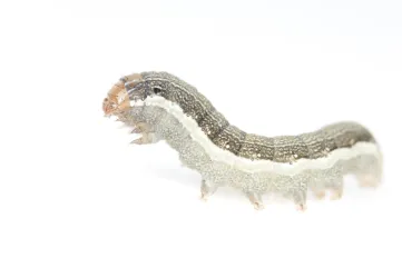 A caterpillar of the species Spodoptera exigua, the beet armyworm
