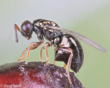 A female Nasonia vitripennis wasp laying eggs in a fly pupa