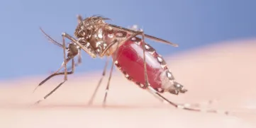 The yellow fever mosquito, Aedes aegypti.