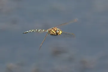 Foto van de venglazenmaker