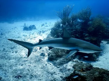 Image of an Caribbean reef shark