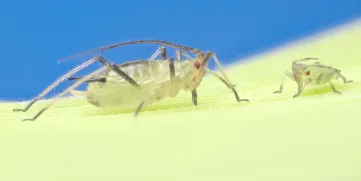 Sitobium-Avenae-EnglishGrainAphid