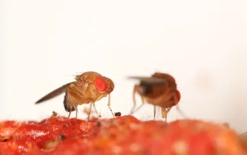 Drosophila suzukii