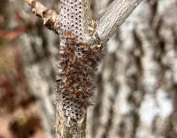 Uitkomst eerste eitjes eikenprocessierups op 23 maart 2026