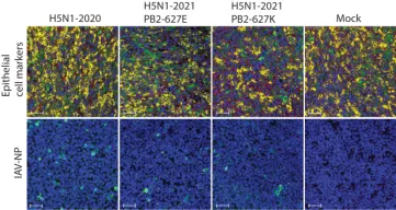 Overzicht van geïnfecteerde epitheelcelle drie dagen na inoculatie