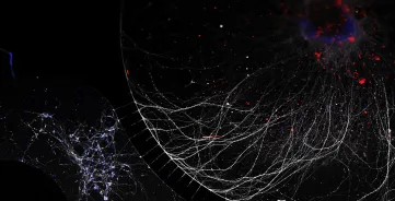 Gekweekte hersenen op een chip