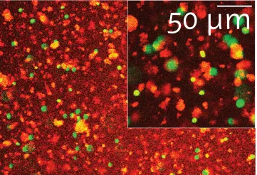 Algencellen plakken aan kunstmatige, lijmachtige deeltjes onder een fluorescentiemicroscoop.