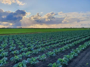 Bloemkool op het veld