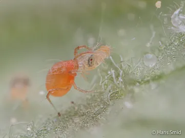 Roofmijten worden ingezet als natuurlijke vijanden in duurzame plaagbeheersing 