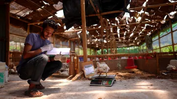 A chicken being weighed to measure the effectiveness of EcoGrub's feed.
