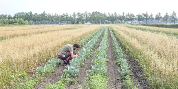 Research on the effects of strip cropping on the presence of natural ennemies of pest insects