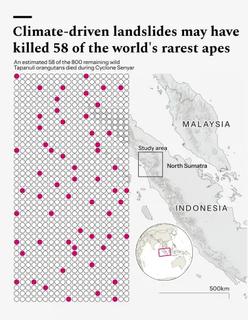 Infographic: Climate-driven landslides may have killed 58 of the world's rarest apes