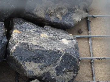 Close-up of a dark rock with several young European flat oysters attached to the surface.