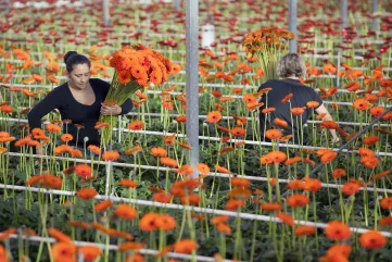 Flower greenhouse