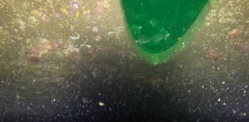 marine species on the outer surface of a wind turbine next to the water intake opening