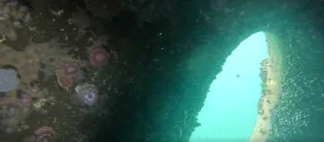 marine species found on the inside of a wind turbine next to the water intake opening